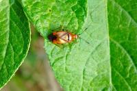 Deraeocoris ruber