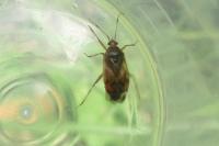 Deraeocoris flavilinea