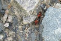 Melanocoryphus albomaculatus