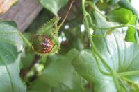 Nezara viridula