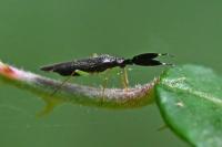 Heterotoma planicornis