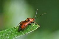 Deraeocoris ruber