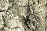 Rhyparochromus vulgaris