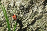 Melanocoryphus albomaculatus