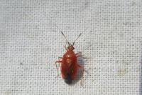 Deraeocoris ruber