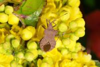 Coreus marginatus marginatus