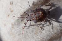Halyomorpha halys