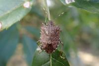Halyomorpha halys