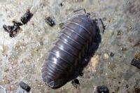 Armadillidium nasatum