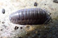 Armadillidium nasatum