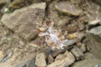 Phyllomorpha laciniata