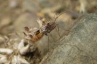 Phyllomorpha laciniata