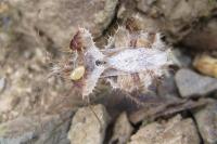 Phyllomorpha laciniata