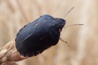 Eurygaster austriaca