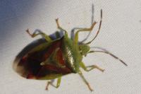 Elasmostethus interstinctus