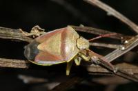 Piezodorus lituratus
