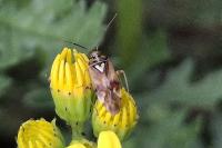 Lygus pratensis