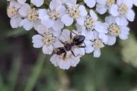 Himacerus mirmicoides