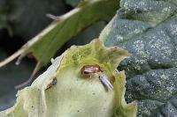 Deraeocoris lutescens