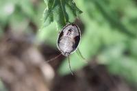 Piezodorus lituratus