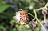 Carpocoris purpureipennis