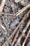 Armadillidium nasatum