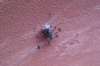 Tuberolachnus salignus