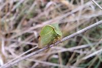 Stictocephala bisonia