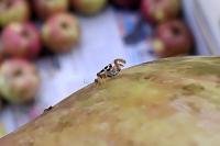 Graphopsocus cruciatus