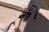 Rhyparochromus vulgaris