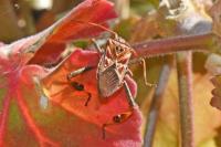 Leptoglossus occidentalis