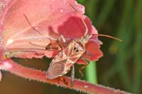 Leptoglossus occidentalis