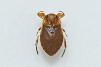 Ilyocoris cimicoides