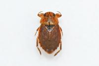 Ilyocoris cimicoides