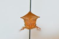 Stictocephala bisonia