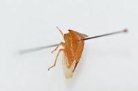 Stictocephala bisonia