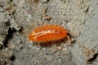 Androniscus dentiger