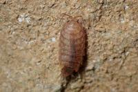 Chaetophiloscia cellaria