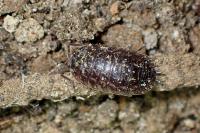 Oniscus asellus