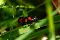 Cercopis vulnerata