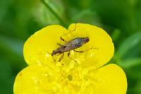 Himacerus mirmicoides