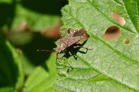 Ceraleptus gracilicornis