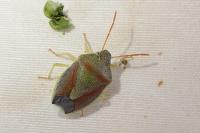 Piezodorus lituratus