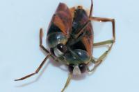 Notonecta maculata