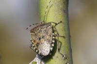 Rhaphigaster nebulosa