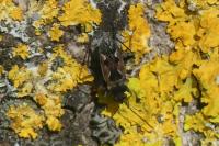 Rhyparochromus vulgaris