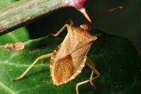 Gonocerus acuteangulatus