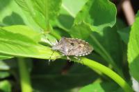 Rhaphigaster nebulosa