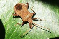 Coreus marginatus