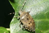 Rhaphigaster nebulosa